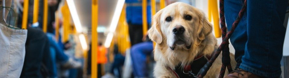 Dog on Metro train